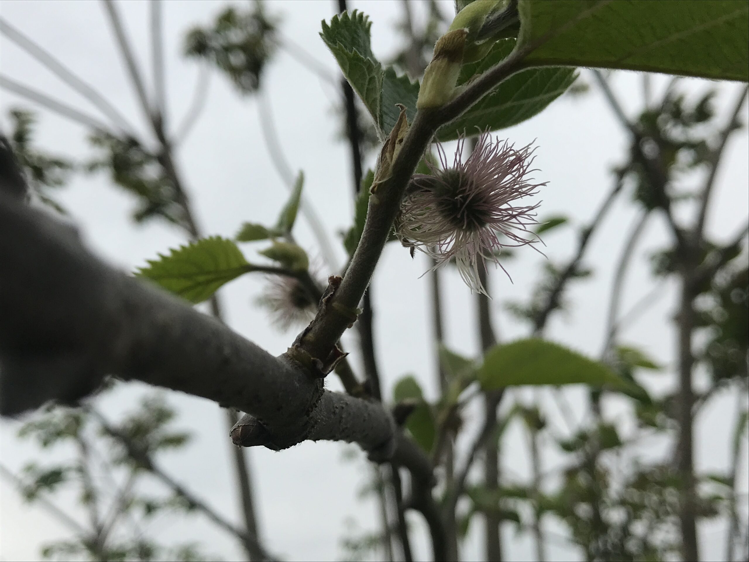 楮の花と新芽を確認 - 細川紙技術者協会